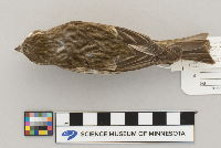 Carpodacus purpureus image