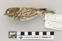 Carpodacus purpureus image