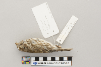 Carpodacus purpureus image