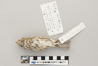 Carpodacus purpureus image