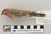 Carpodacus mexicanus image