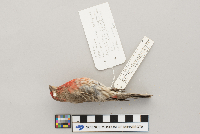 Carpodacus mexicanus image