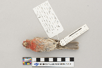 Carpodacus mexicanus image