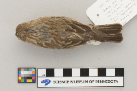 Carpodacus mexicanus image