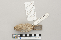 Carpodacus mexicanus image