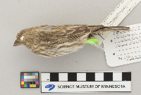 Carpodacus mexicanus image