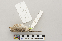 Carpodacus mexicanus image