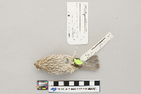 Carpodacus mexicanus image