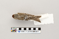 Acanthis flammea image