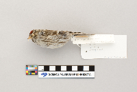 Acanthis flammea image
