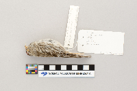 Acanthis flammea image