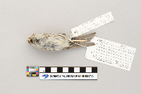 Acanthis flammea image