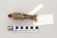 Acanthis flammea image