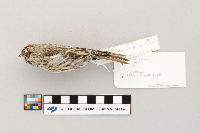 Acanthis flammea image