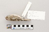 Acanthis flammea image