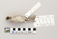 Acanthis flammea image