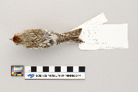 Acanthis flammea image