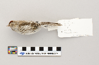 Acanthis flammea image