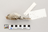Acanthis flammea image