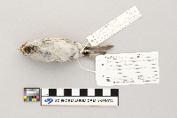 Acanthis flammea image