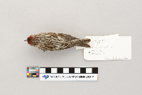 Acanthis flammea image