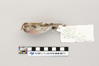Acanthis flammea image
