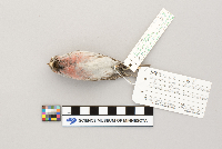 Acanthis flammea image