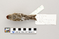 Acanthis flammea image
