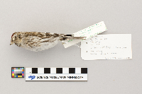 Acanthis flammea image