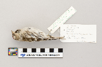 Acanthis flammea image