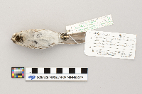 Acanthis flammea image