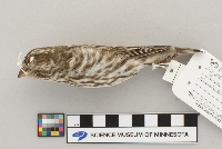 Carpodacus purpureus image