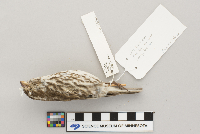 Carpodacus purpureus image