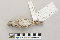 Carpodacus purpureus image