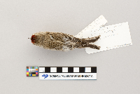 Acanthis flammea image