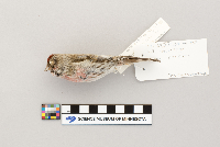 Acanthis flammea image