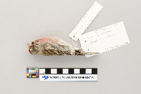Acanthis flammea image