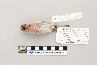 Acanthis flammea image