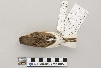 thumbnail image of current specimen