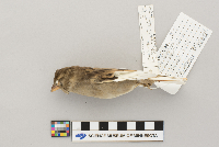 thumbnail image of current specimen