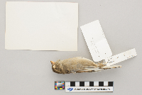 thumbnail image of current specimen