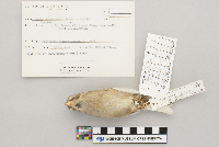 thumbnail image of current specimen