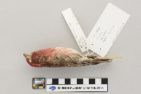 Carpodacus purpureus image