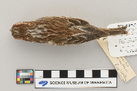 Carpodacus purpureus image