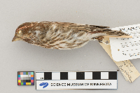 Carpodacus purpureus image