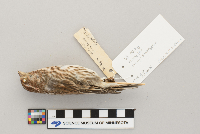 Carpodacus purpureus image