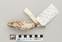 Carpodacus purpureus image