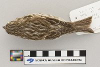 Carpodacus purpureus image