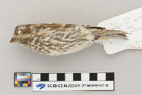 Carpodacus purpureus image