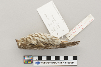 Carpodacus purpureus image